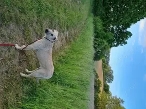 Irish Wolfhound   Irischer Wolfshund Mix Bild 7