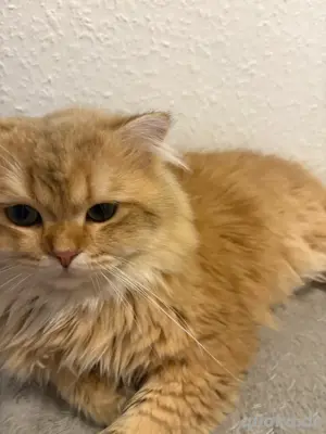 Deckkater Golden Bkh Blh Kater