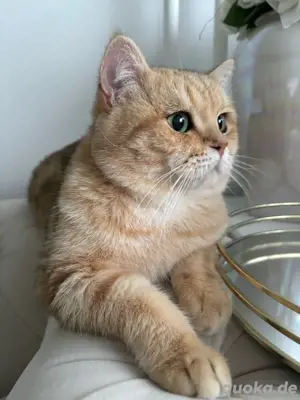 Deckkater BKH Golden Shaded Reinrassig Deckmeister Profi Hausbesuch