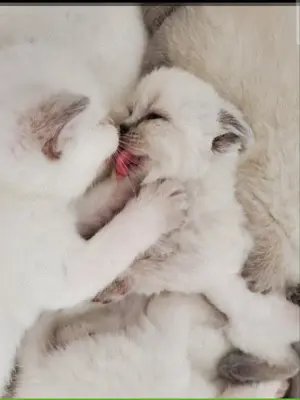 Reinrassige BKH Kitten