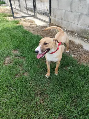 *BEAUTY* - eine liebe, freundliche und temperamentvolle Hündin - leider eine Listenhündin