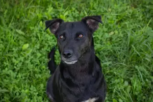 *AVA* hat einen freundlichen Charakter, sie ist sozial und lernt gerne