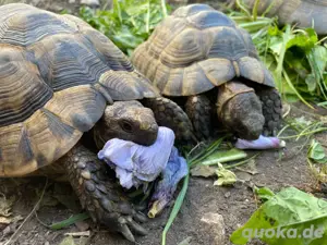 Schildkrötenpärchen sucht Zuhause 