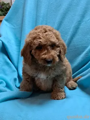 Goldendoodlewelpen in Medium 
