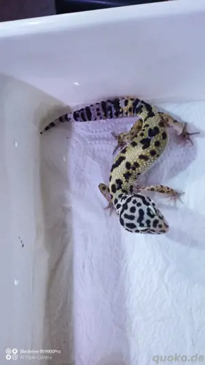 Leopardgecko 0.0.3 aus 24 Bild 3