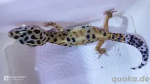 Leopardgecko 0.0.3 aus 24 Bild 2