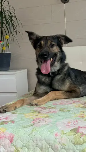 Wer hat ein herz für Rudy?! Bild 6