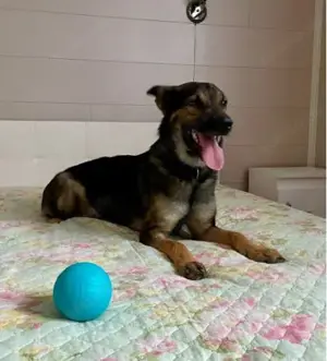 Wer hat ein herz für Rudy?! Bild 3