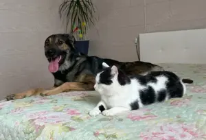 Wer hat ein herz für Rudy?! Bild 2