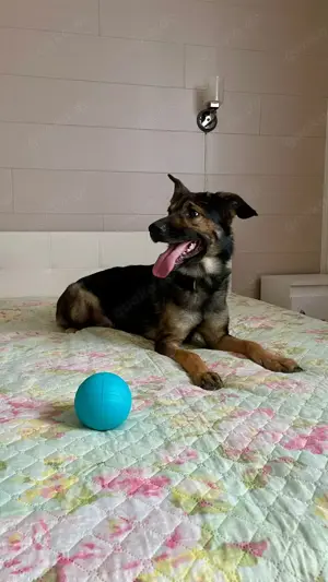 Wer hat ein herz für Rudy?! Bild 9