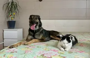 Wer hat ein herz für Rudy?! Bild 4