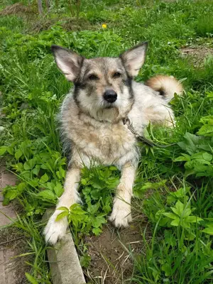 Wuschel Marta wartet auf ihre Menschen