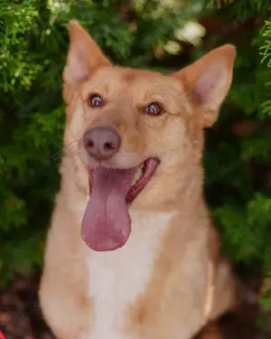 Wunderschöne Vesta sucht ihren platz