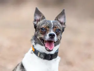 Gesseliger Peter sucht dich ...