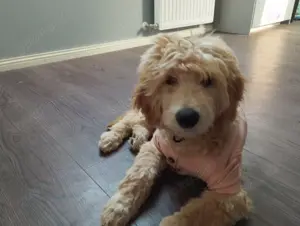 1 Labradoodle Rüde ab zu geben Bild 2