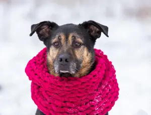 Kuschel Diesel sucht Familie