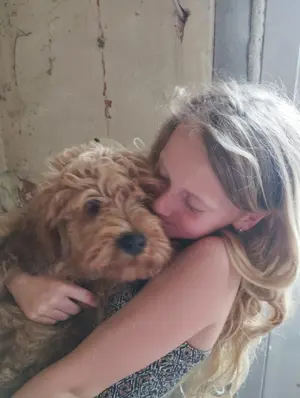 1 Labradoodle Rüde ab zu geben