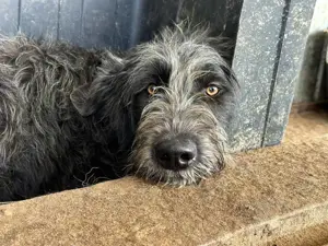 Sophia R ca. 50 cm   ruhige Gefährtin