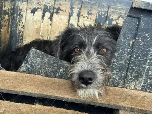 Siggi R ca. 50 cm   der Ruhepol