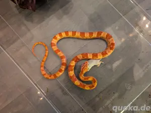 die letzten beiden Hübschen Kornnatter Babys 