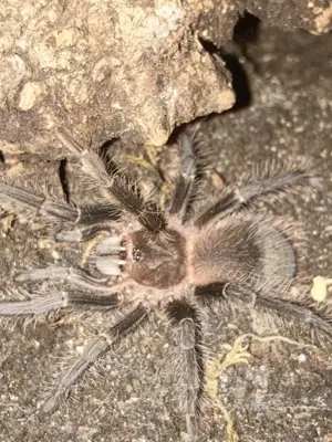 Vogelspinne Lasiodora parahybana KL 4cm