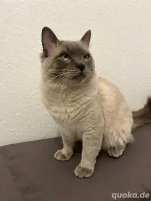 Deckkater Reinrassig Heilige Birma