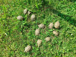 Griechische Landschildkröten NZ 2024 Bild 3