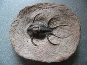 Fossilien Trilobit 