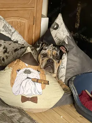 Buddy   anhänglicher, fröhlicher Old English Bulldogge sucht festen Menschen