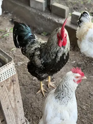 10  Festpreis (Gültig von 22.09. bis 26.09.25