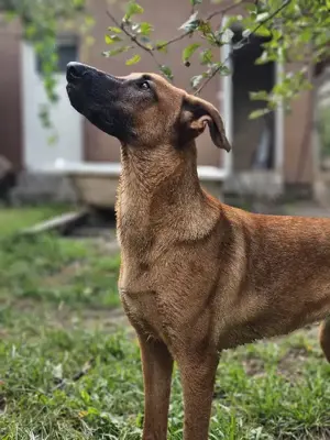 Dido - jung und sportlich Bild 2