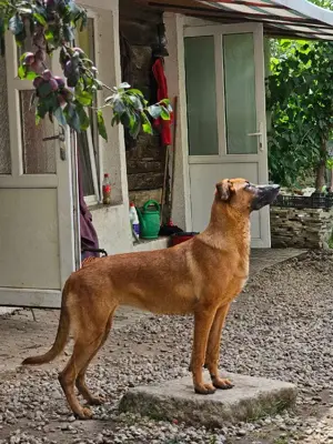 Dido - jung und sportlich Bild 3