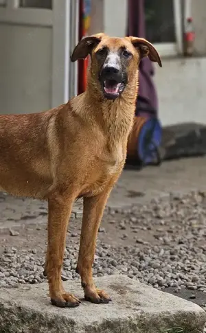 Dido - jung und sportlich Bild 5