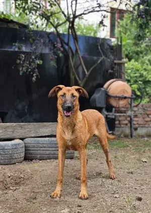 Dido - jung und sportlich Bild 7