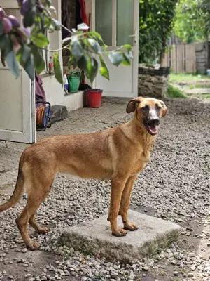 Dido - jung und sportlich Bild 4