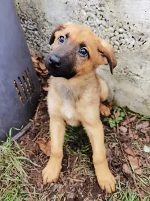 Dido - jung und sportlich Bild 9