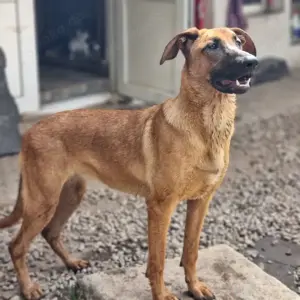 Dido - jung und sportlich Bild 10