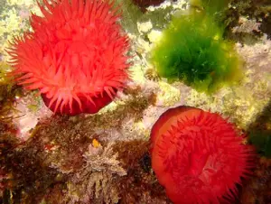 rote Anemone