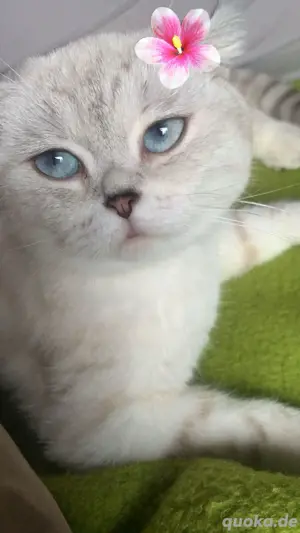 Meine schöne Katze Lulu 