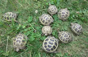 Vierzehenschildkröten, Steppenschildkröten NZ 2023 und 2024, weiblich erbrütet