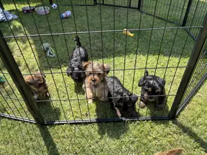 Yorkshire Terrier Welpen Mädchen und Jungen
