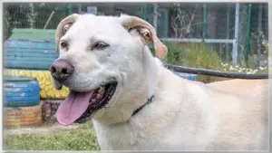 Lucas, ein temperamentvoller Bursche! Bild 7