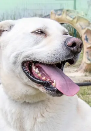 Lucas, ein temperamentvoller Bursche! Bild 8