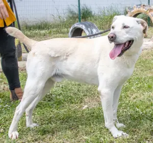 Lucas, ein temperamentvoller Bursche! Bild 3