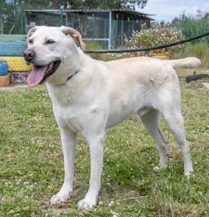 Lucas, ein temperamentvoller Bursche! Bild 6