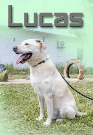 Lucas, ein temperamentvoller Bursche! Bild 10