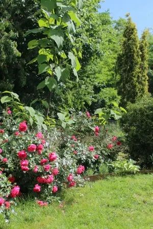 Landwirtschaft in West-Ungarn Bild 10