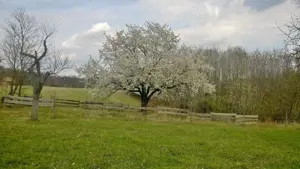 Landwirtschaft in West-Ungarn Bild 7