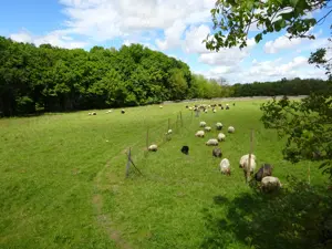 Landwirtschaft in West-Ungarn Bild 8