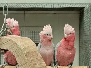 Junge Rosakakadu in kürze abzugeben